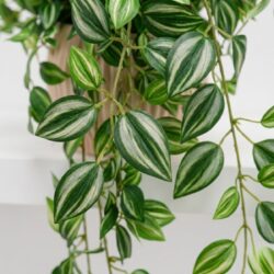 Arranjo Pendente Tradescantia Permanente Vaso Duna  - Bege - Imagem 2