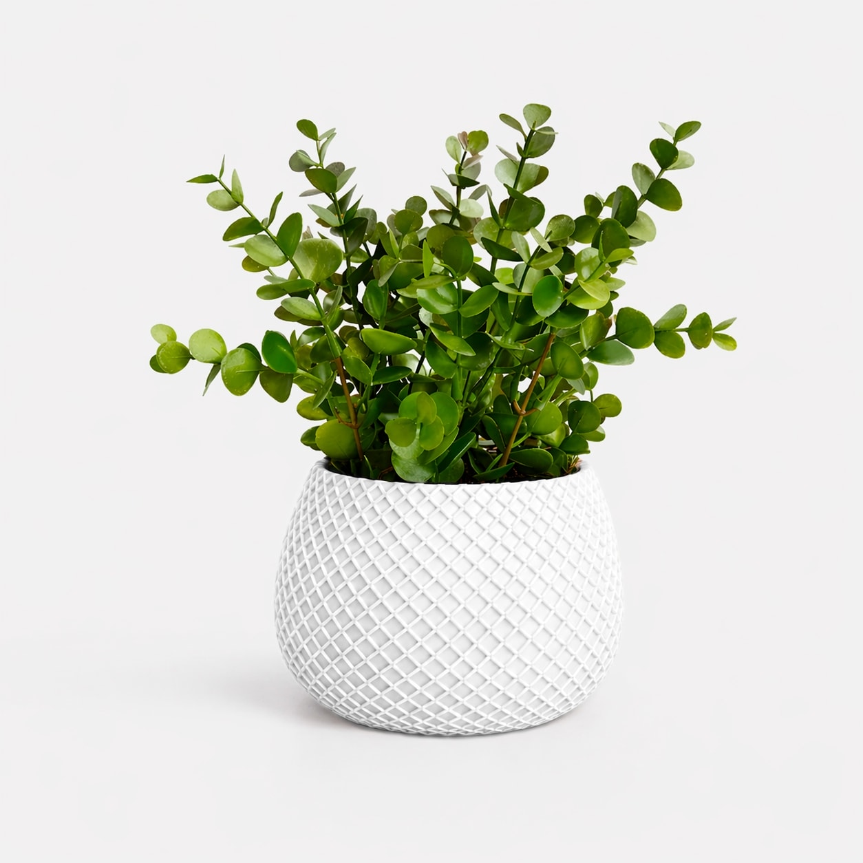 Vaso Branco