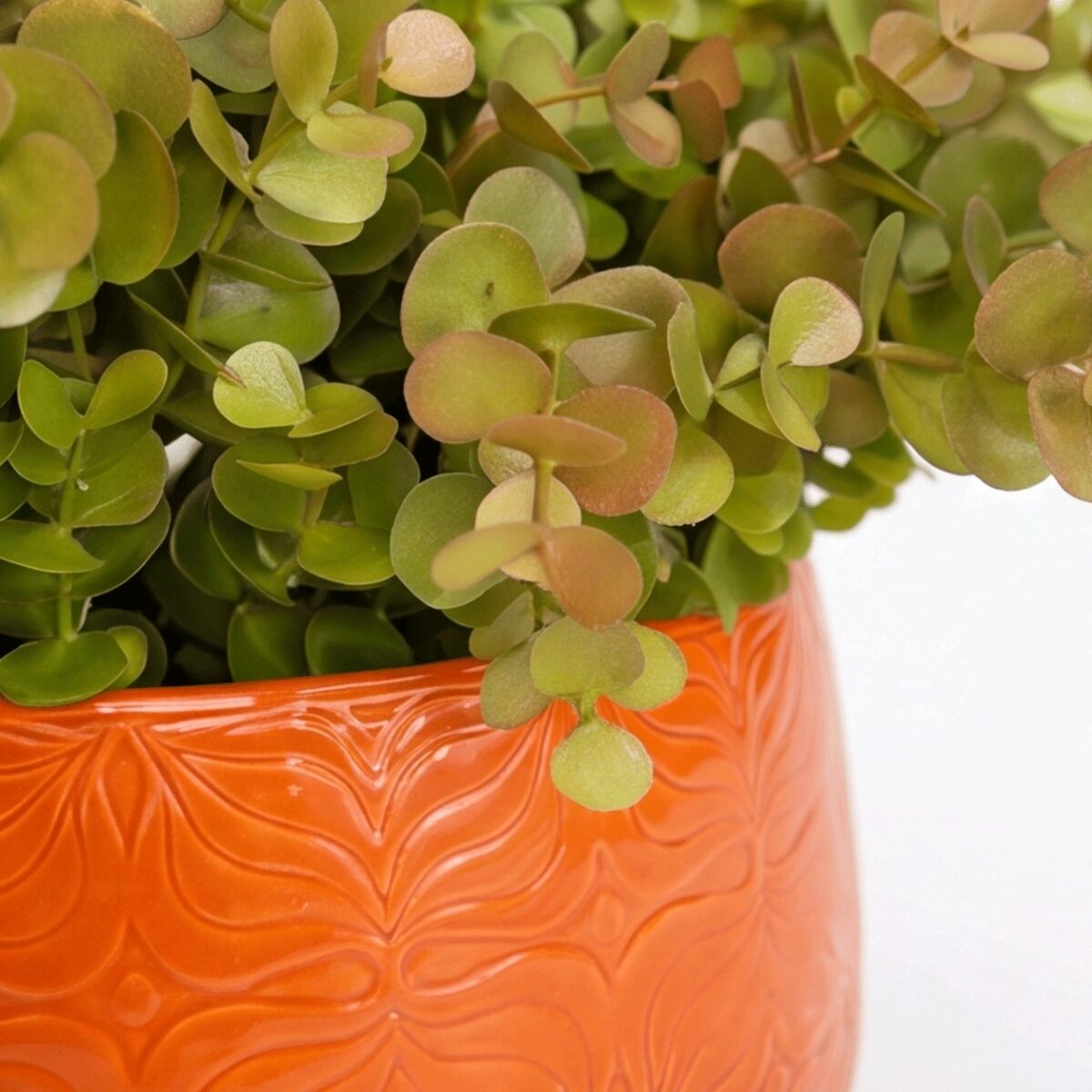 Arranjo de Eucalipto Permanente Verde Vaso Cerâmica Flor Laranja - Imagem 2