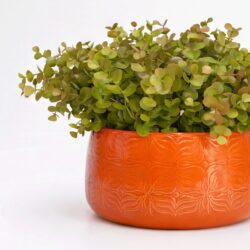Arranjo de Eucalipto Permanente Verde Vaso Cerâmica Flor Laranja - Imagem 3