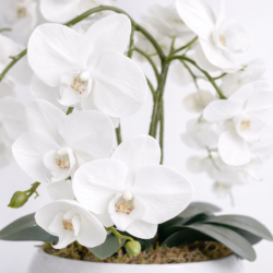 Arranjo de Orquídea Permanente Branca Vaso Cerâmica Lorance Branco - Imagem 2