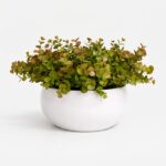 Arranjo de Eucalipto Permanente Verde Vaso Cerâmica Lorance Branco