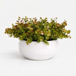 Arranjo de Eucalipto Permanente Verde Vaso Cerâmica Lorance Branco