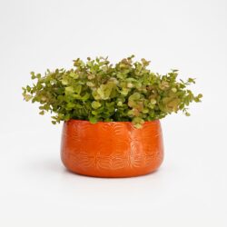 Arranjo de Eucalipto Permanente Verde Vaso Cerâmica Flor Laranja