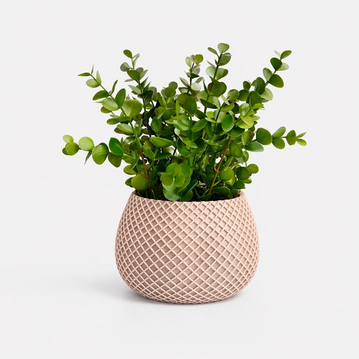 Vaso Bege