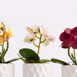 Kit 3 Vasos Prismar com arranjo mini Orquídea Permanente - Branco - Imagem 2
