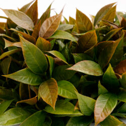 Arranjo Buquê Verdinho Permanente Vaso Intense Azul - Imagem 2