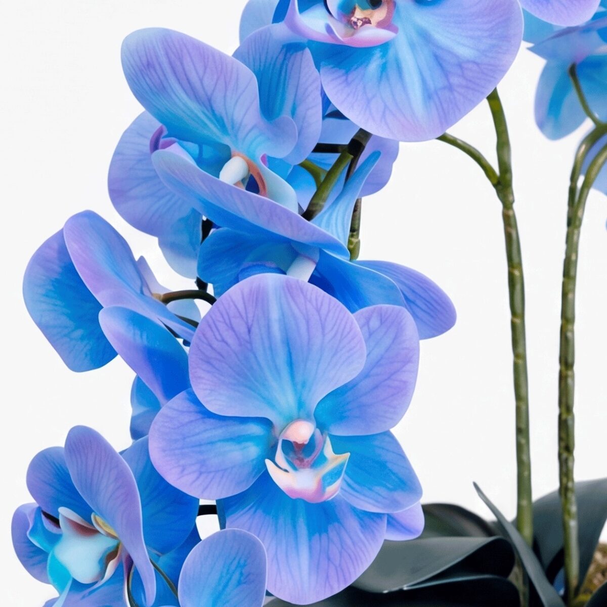 Arranjo de Orquídea Permanente Azul Vaso Cerâmica Lorance Branco - Imagem 2