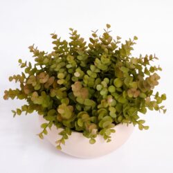 Arranjo de Eucalipto Permanente Verde Vaso Cerâmica Lorance Marfim - Imagem 3