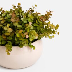 Arranjo de Eucalipto Permanente Verde Vaso Cerâmica Lorance Marfim - Imagem 4