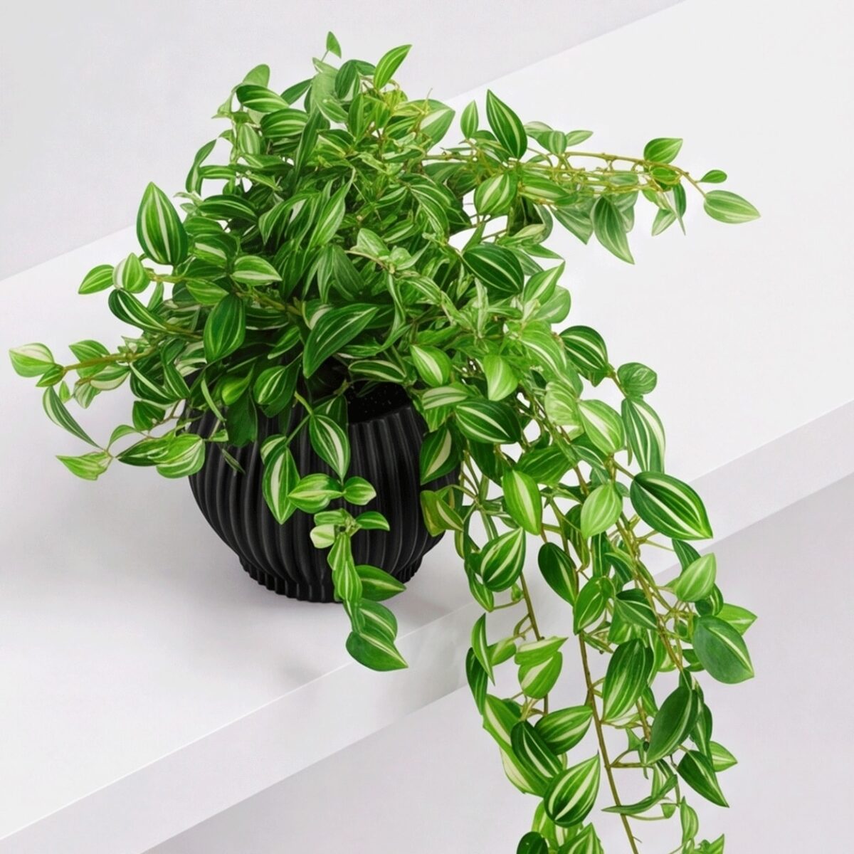 Arranjo Pendente Tradescantia Permanente Vaso Duna  - Preto - Imagem 5
