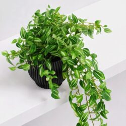 Arranjo Pendente Tradescantia Permanente Vaso Duna  - Preto - Imagem 5