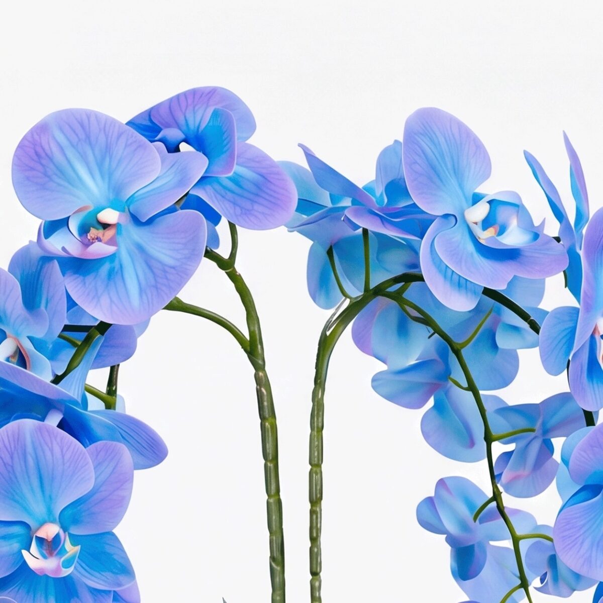 Arranjo de Orquídea Permanente Azul Vaso Cerâmica Lorance Branco - Imagem 7