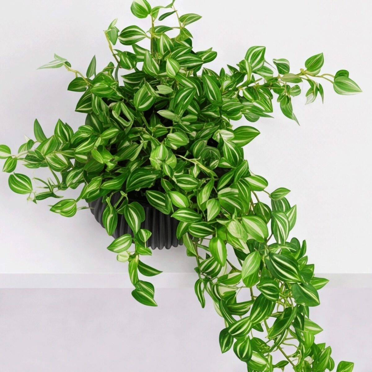 Arranjo Pendente Tradescantia Permanente Vaso Duna  - Preto - Imagem 2