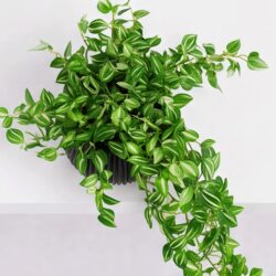 Arranjo Pendente Tradescantia Permanente Vaso Duna  - Preto - Imagem 2