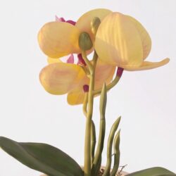 Kit 3 Vasos Prismar com arranjo mini Orquídea Permanente - Bege - Imagem 6