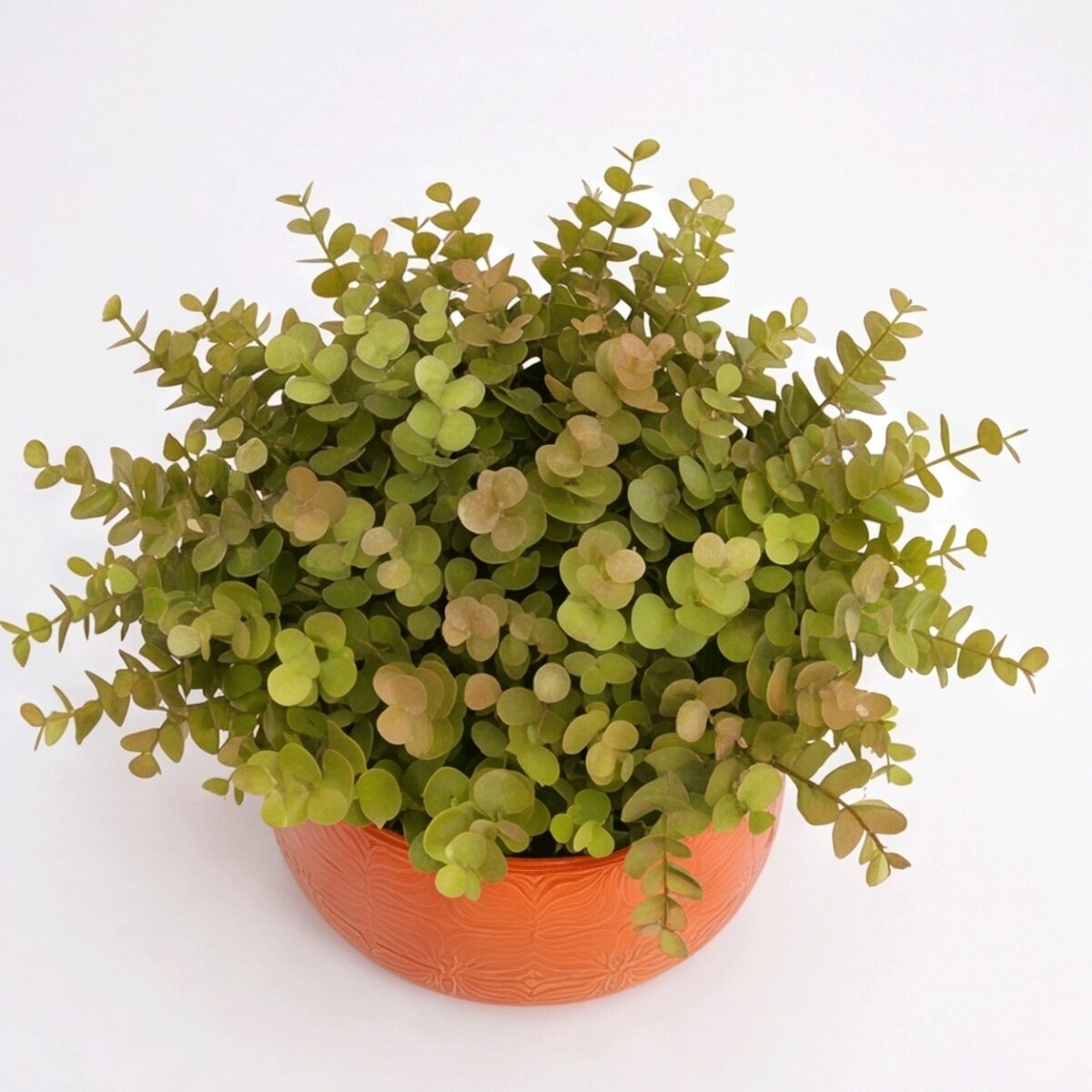 Arranjo de Eucalipto Permanente Verde Vaso Cerâmica Flor Laranja - Imagem 6