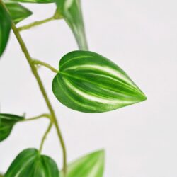 Arranjo Pendente Tradescantia Permanente Vaso Duna  - Preto - Imagem 3