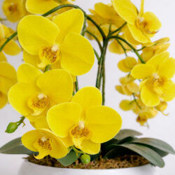 Arranjo de Orquídea Permanente Amarela Vaso Cerâmica Lorance Branco - Imagem 2