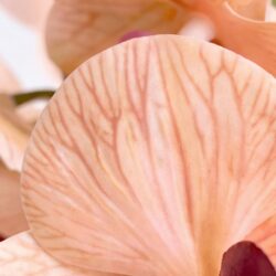Arranjo de Orquídea Permanente  Bege Vaso Cerâmica Lorance Branco - Imagem 4